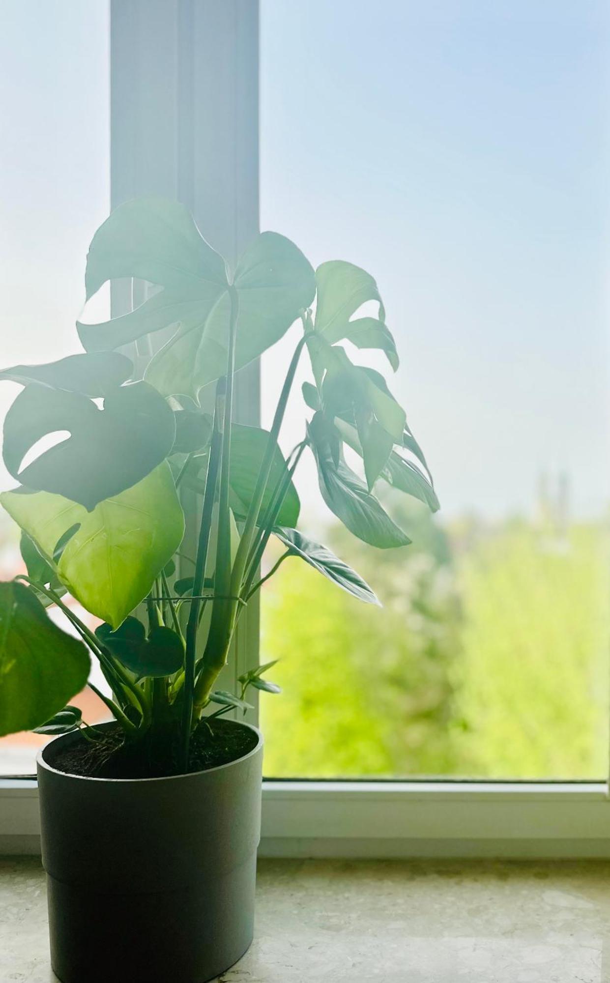 Apartament Green&comfy Zoliborz Warszawa